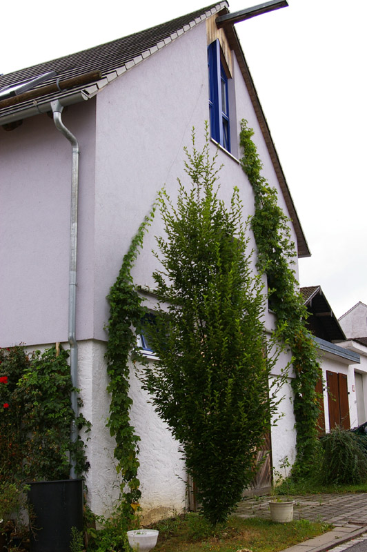IMGP1674